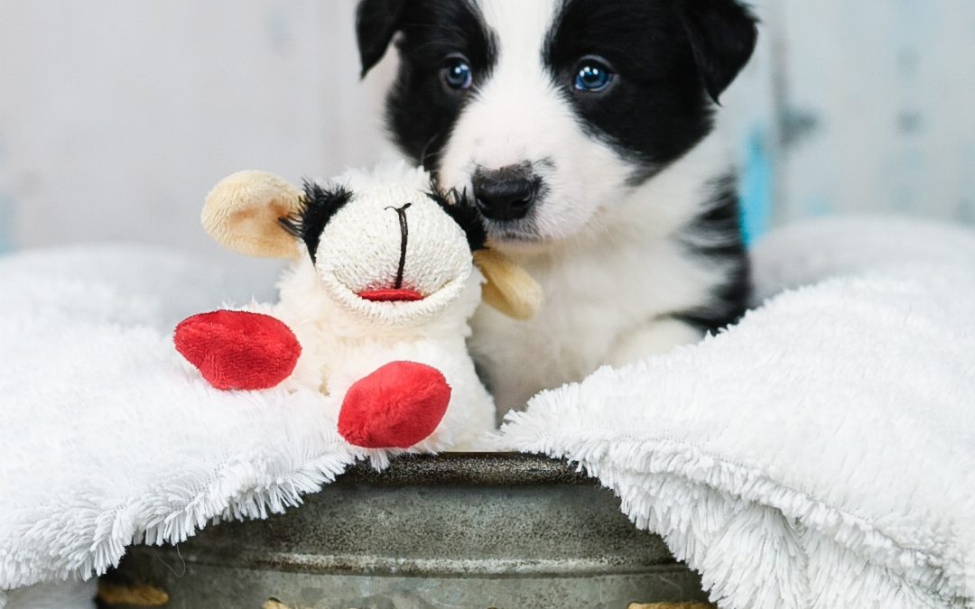 A black and white border collie puppy playing with a stuffed animal.