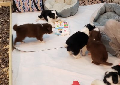 Border collie puppies having a good time playing with toys.