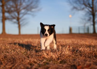 A black and white border collie puppy running outside with the moon in the background.