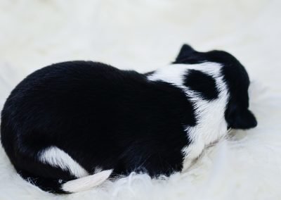 Rare border collie puppy with black dot on his neck.