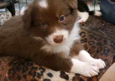 A red and white border collie puppy on her animal print bed.