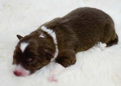 Sleeping beauty, Sanibel, a red and white border collie puppy.