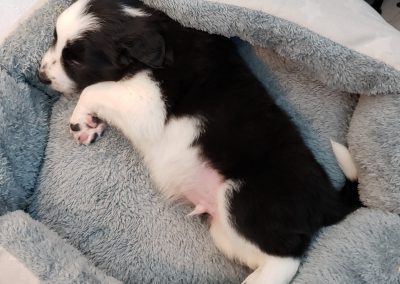 Border collie puppy sleeping in a soft puppy bed.
