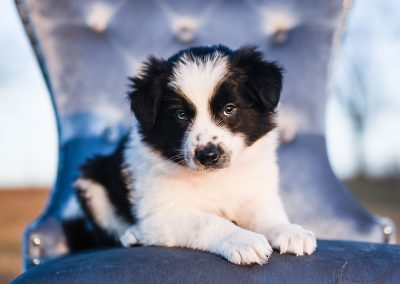 Darling border collie puppy posing in a blue chair.