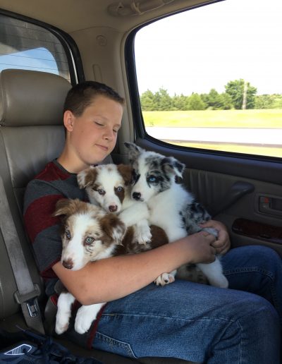 A little boy holding merle border collie puppies on his lap.