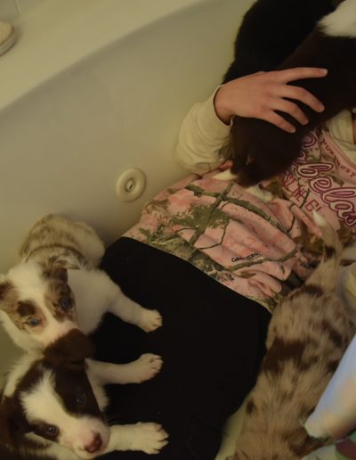 A girl in a bathtub with cute border collie puppies for sale.
