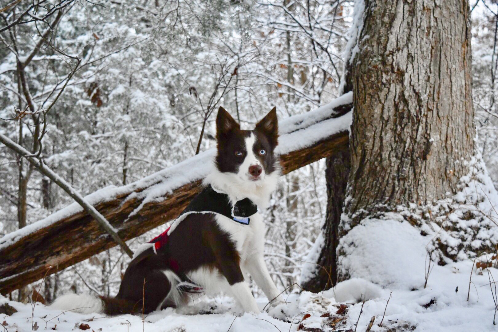 A red and white border collie by a tree in the snow.