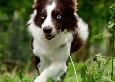 A red and white border collie with blue eyes running in the grass.