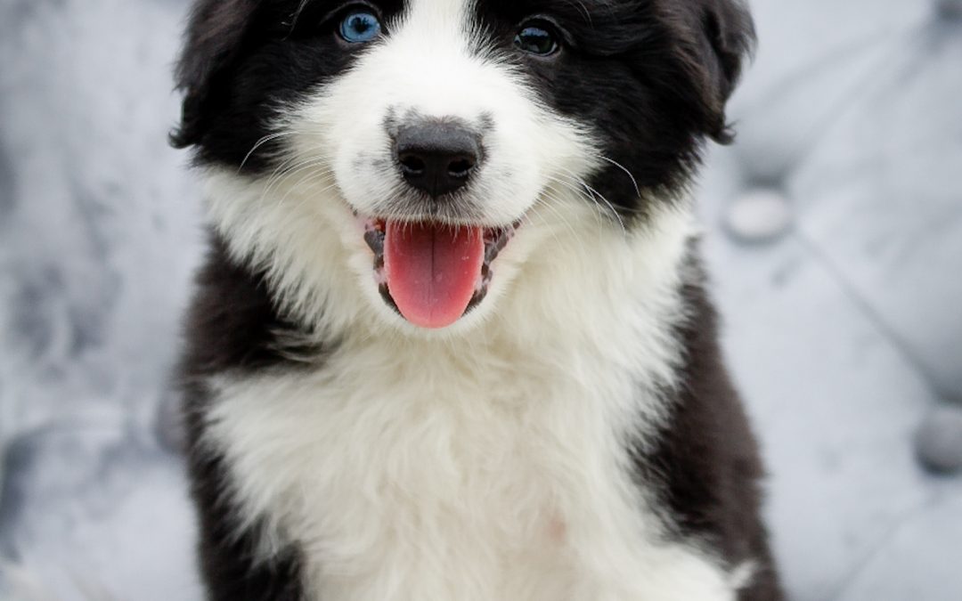 Black and white border collie puppy with one blue eye and a cute pink tongue.