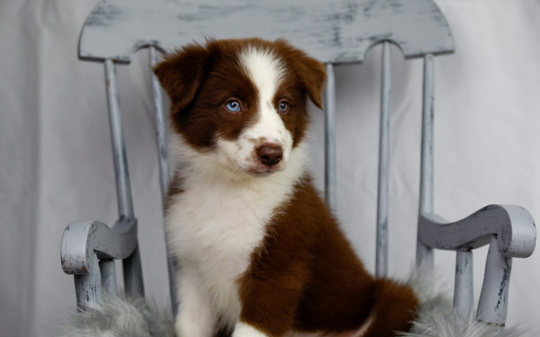 Red and white Border Collie puppy sitting in a blue rocking chair.