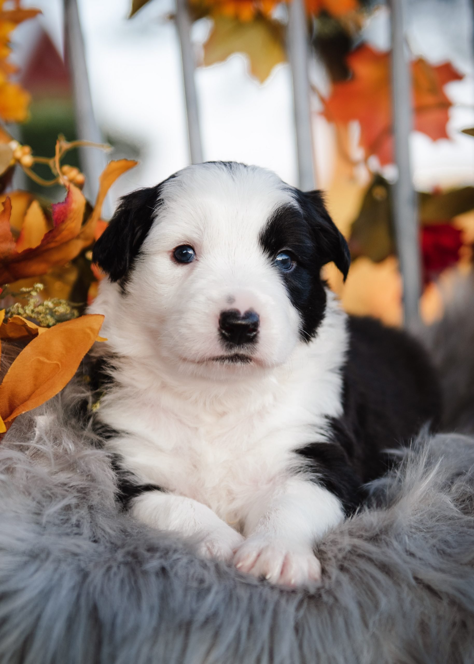Maddie, Black & White Female Border Collie Puppy | Border Collie