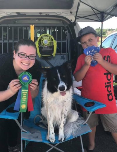 A 2J 2K Border Collie champion with lots of award ribbons.