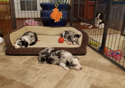 Blue merle border collie puppies for sale sleeping in the puppy nursery.