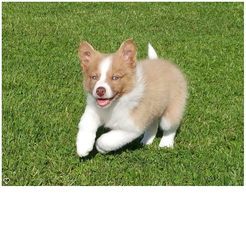 An atypical red merle female Border Collie puppy playing in the grass.