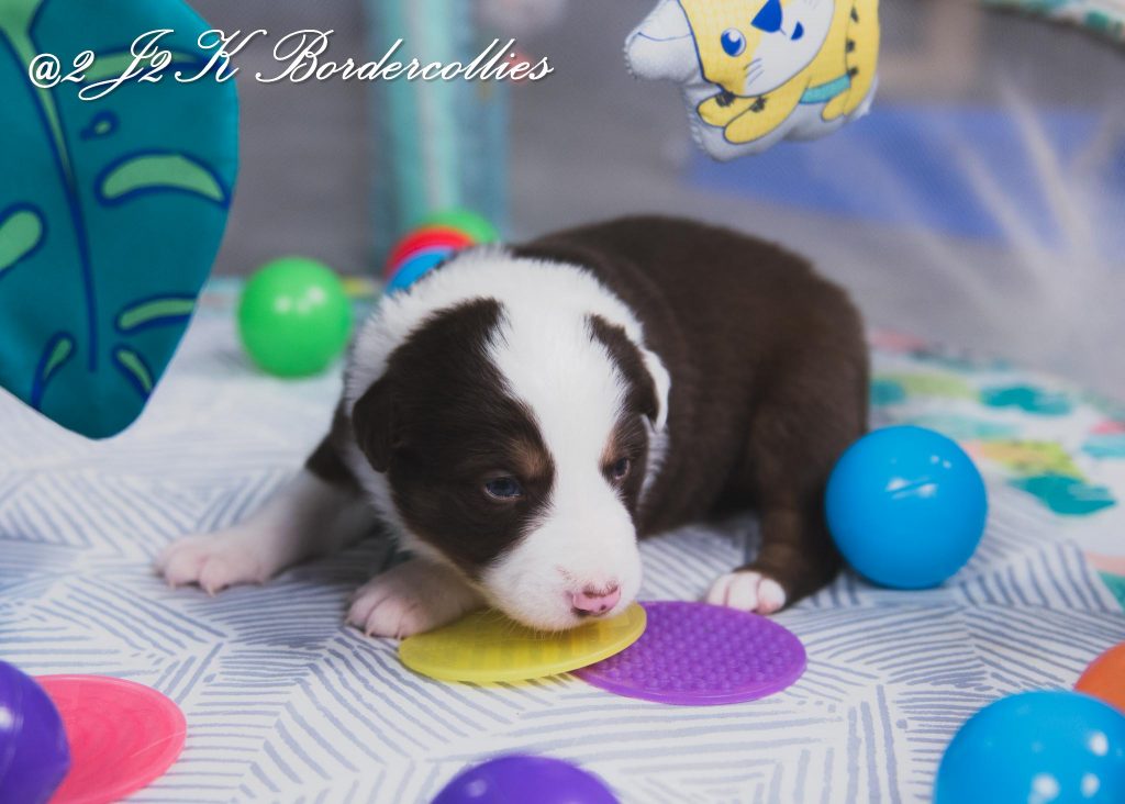 A red and white tri-colored border collie puppy playing in the nursery.