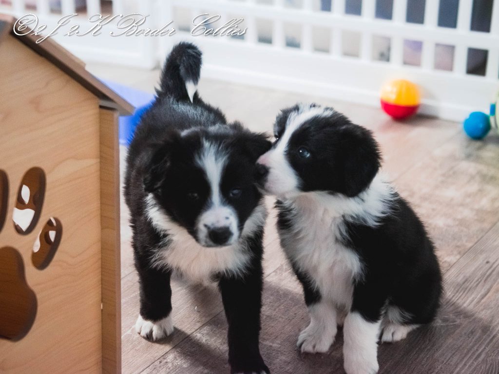 Two black and white border collie telling secrets.