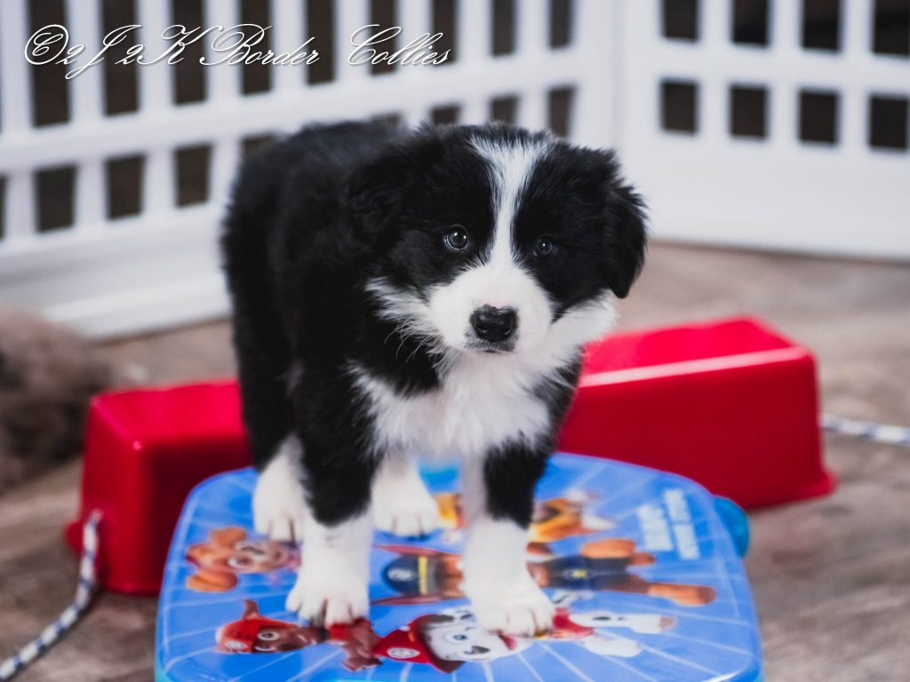 A border collie puppy playing on a skateboard.