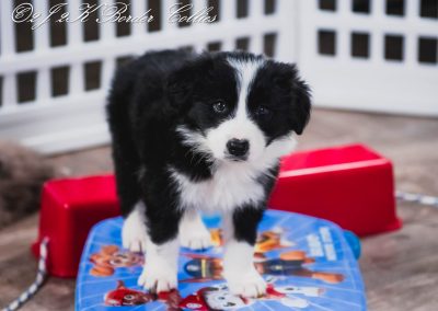 A border collie puppy playing on a skateboard.