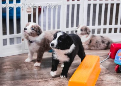 A black and white and blue merle border collie puppy playing with their toys.