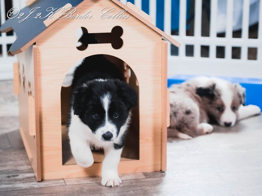 A black and white border collie puppy stepping out of her dog house.