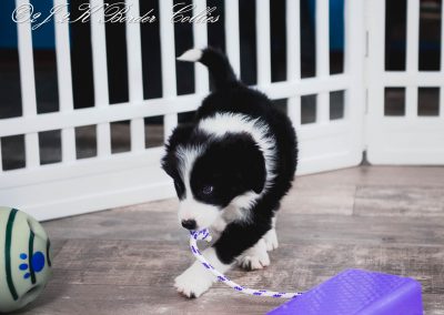 A playful black and white border collie puppy.
