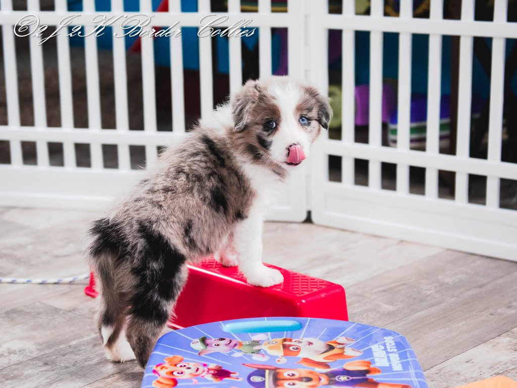 A blue merle border collie puppy for sale sticking out her tongue.