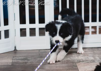 A border collie puppy playing tug-of-war.