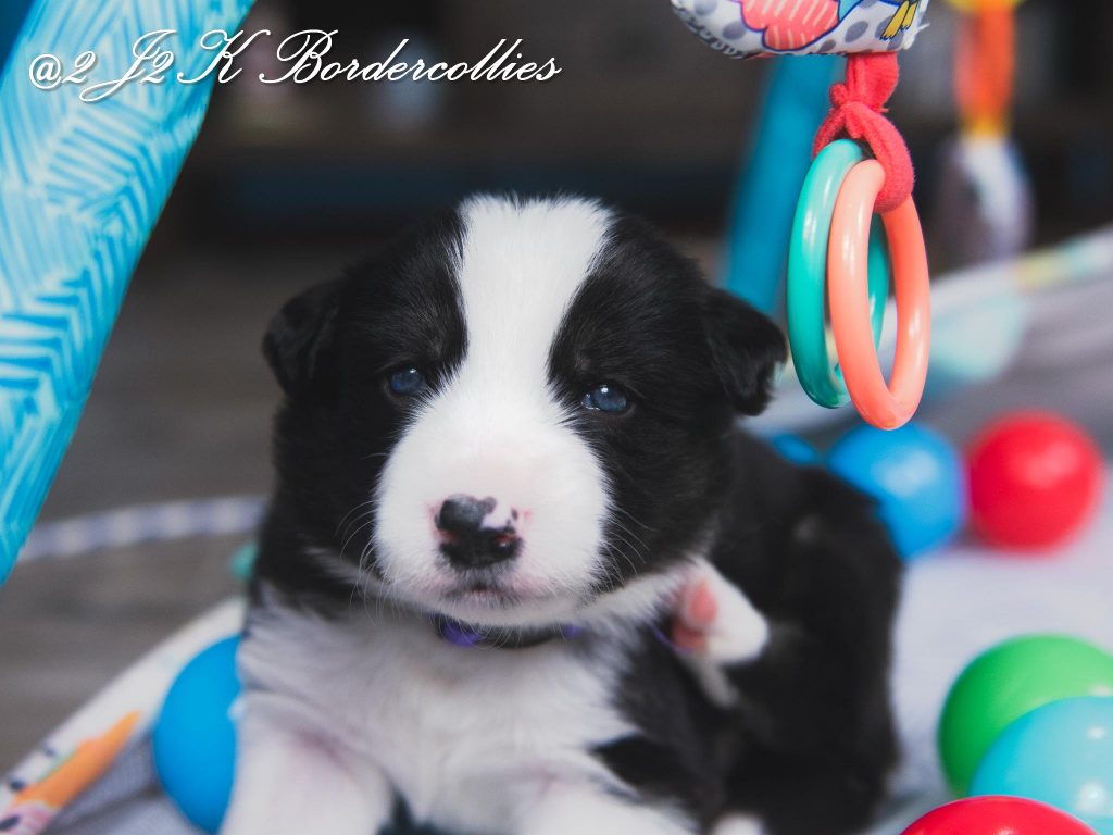 A black and white tri-colored border collie playing with his toys.