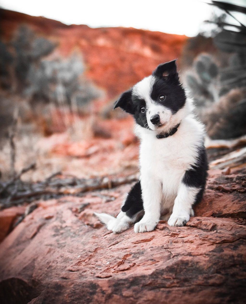 Border Collie puppy for sale, Sedona, Arizona.