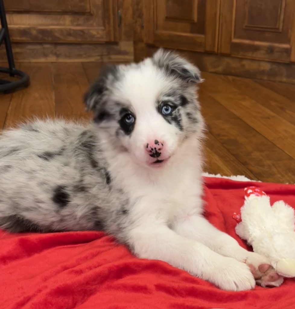 A blue merle border collie puppy for sale in California.