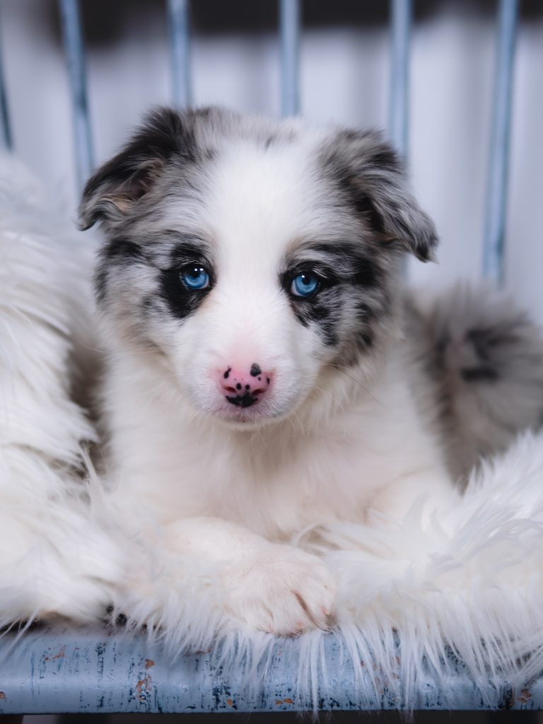 A blue  merle Border Collie puppy for sale in Florida.
