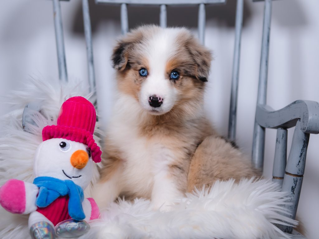A blue merle tri Border Collie puppy for sale in New York.
