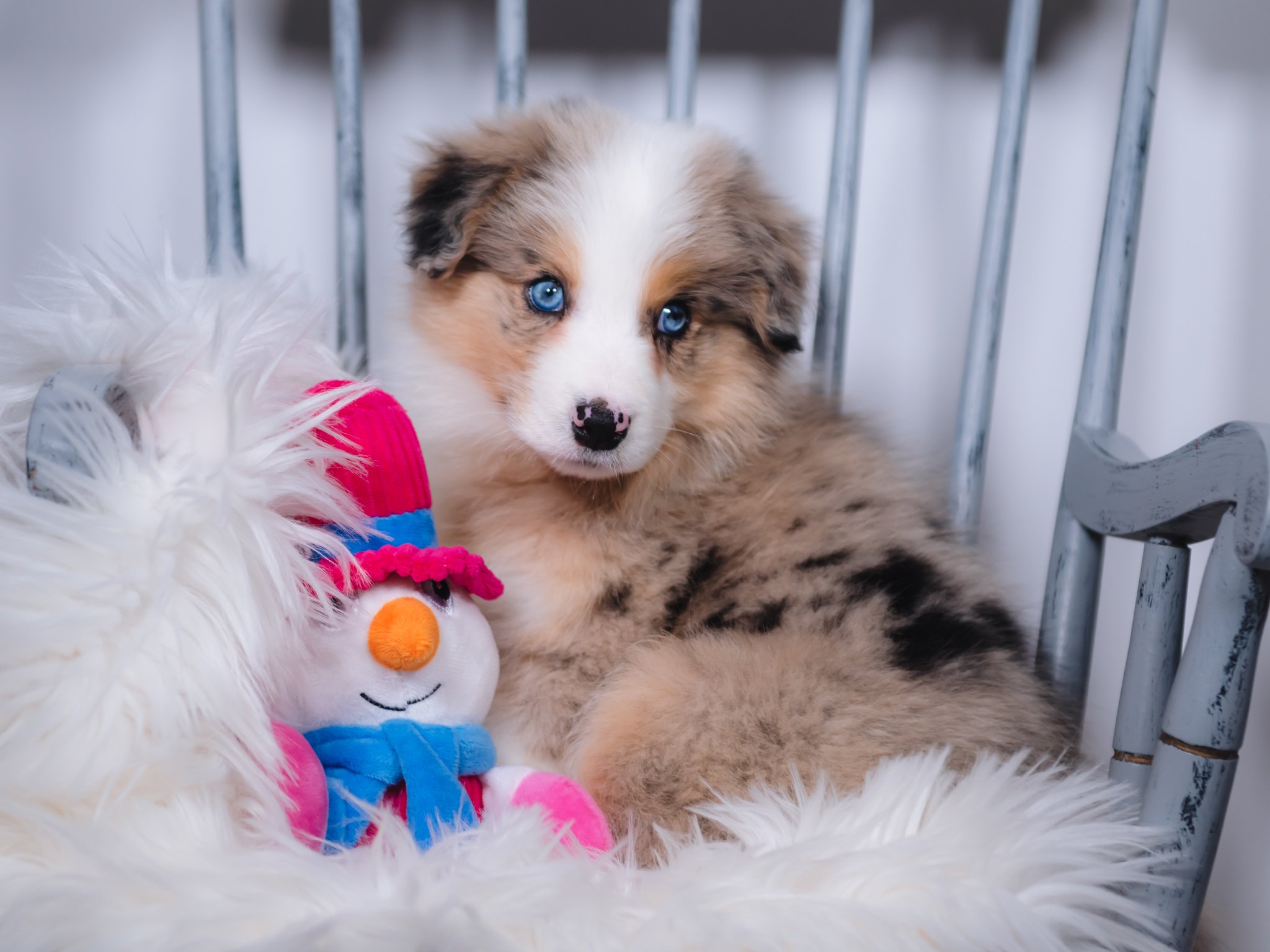 A blue merle Border Collie puppy for sale in Florida.