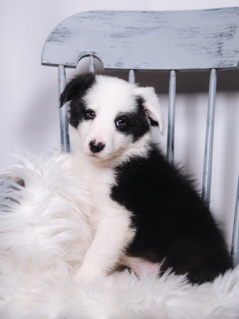 A black and white split face Border Collie puppy for sale in Florida.