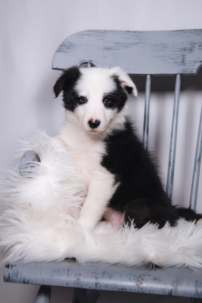 A black and white female Border Collie puppy for sale in Florida.
