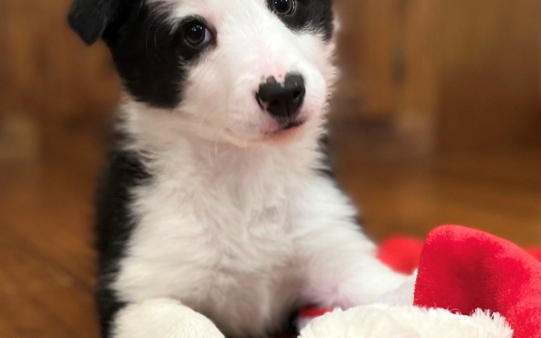 Border collie puppy for sale in Florida.
