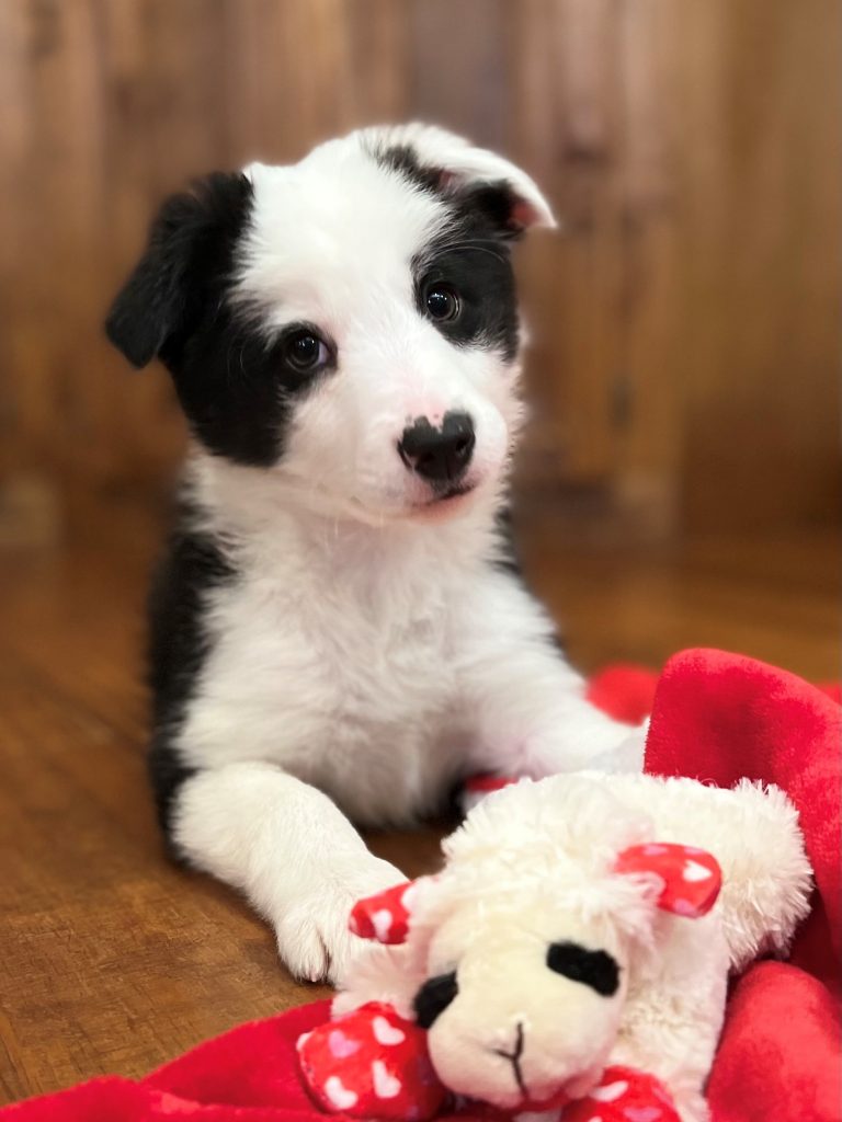 Border collie puppy for sale in Florida.