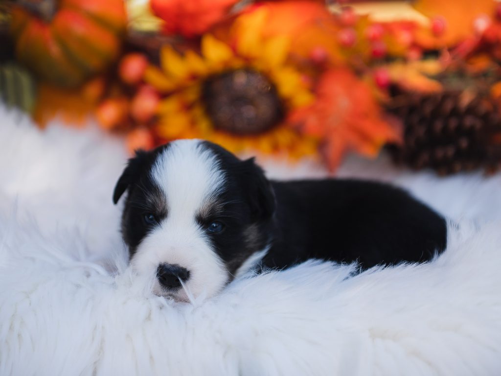 2J 2K Border Collie puppies for sale in St. Louis.