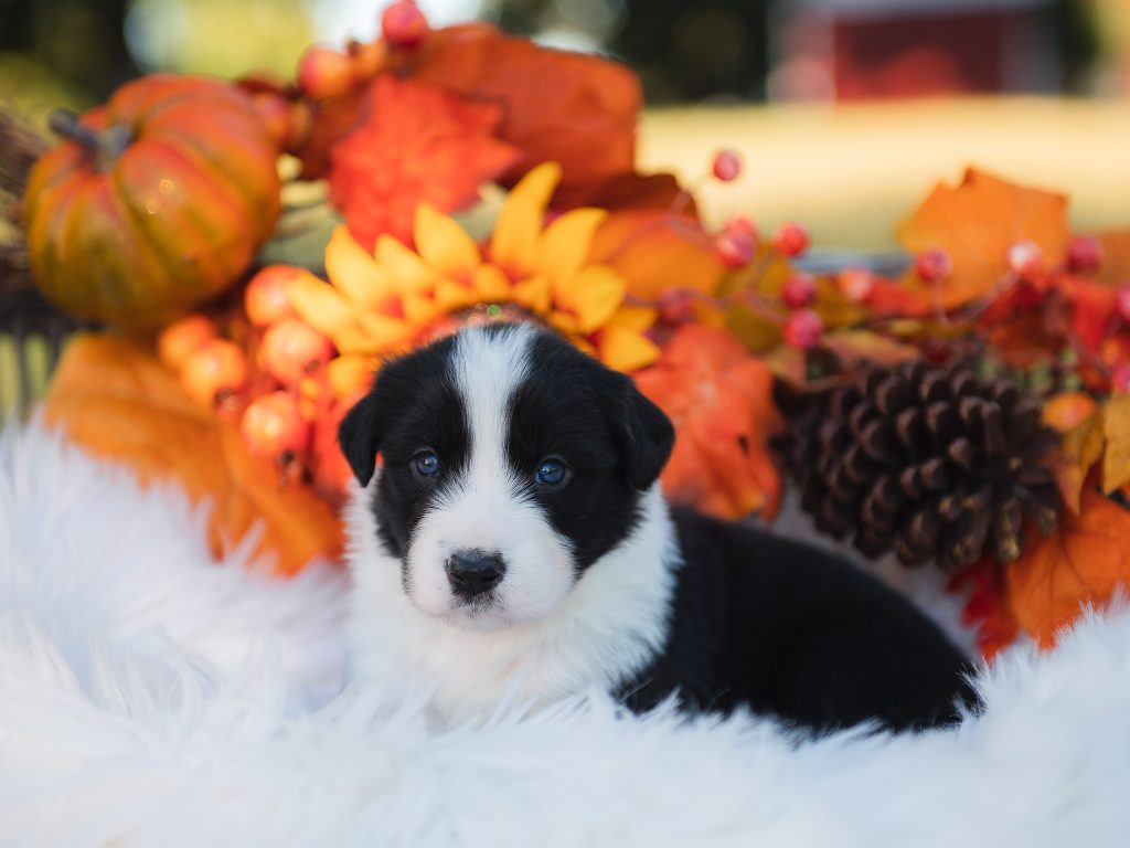 2J 2K Border Collie puppy for sale in Florida.