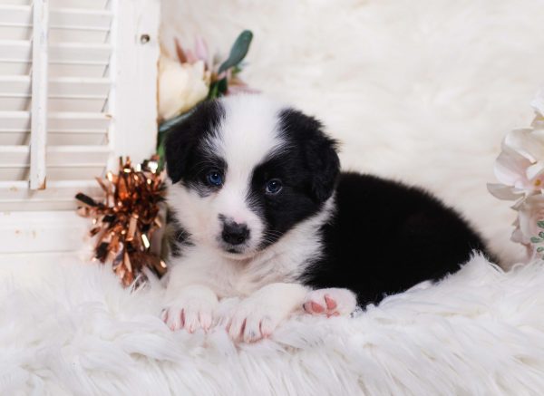 A beautiful female black and white Border Collie puppy.