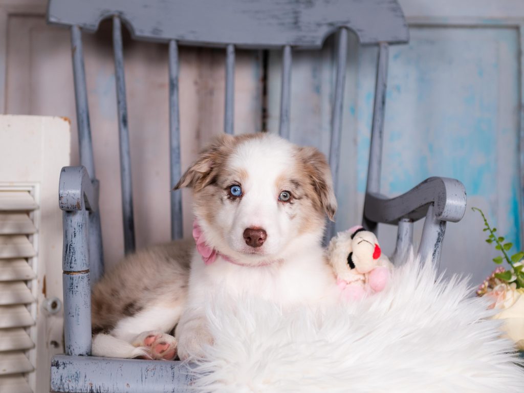 Arya is a red merle Border Collie puppy for sale in California.