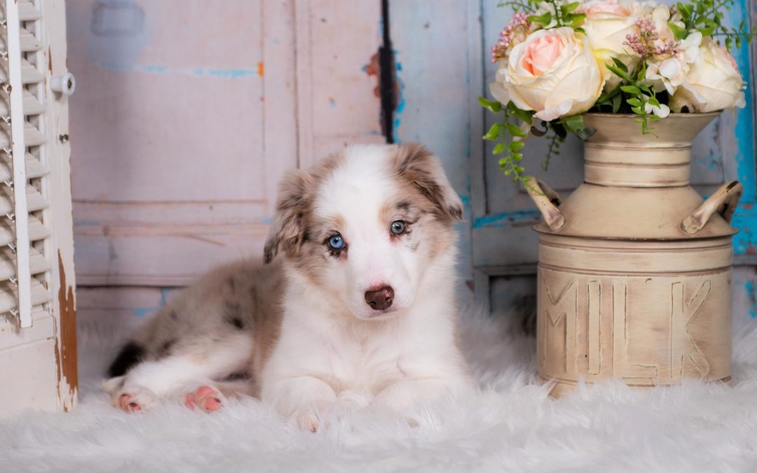 ~ Arya ~ Available Red Merle Female Border Collie Puppy