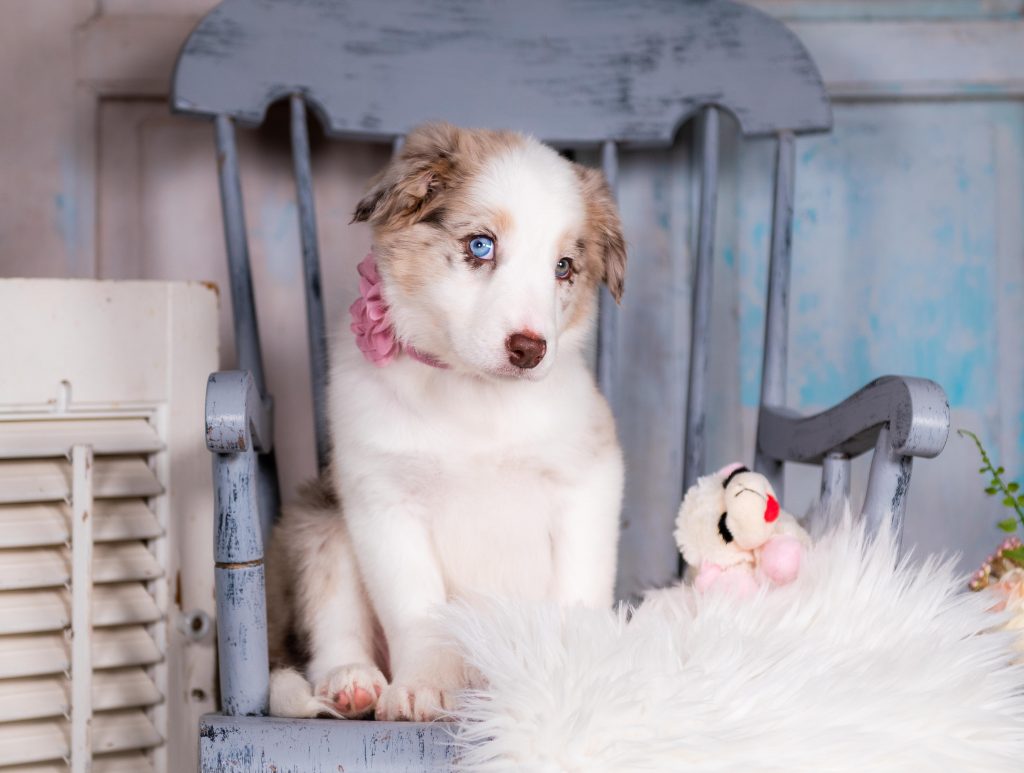 Arya is a red merle Border Collie puppy for sale in Kentucky.