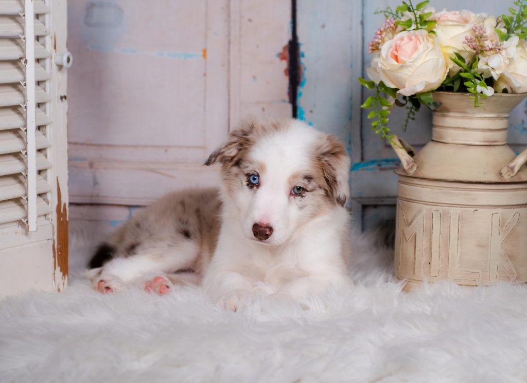 Arya is a red merle Border Collie puppy for sale in Missouri.