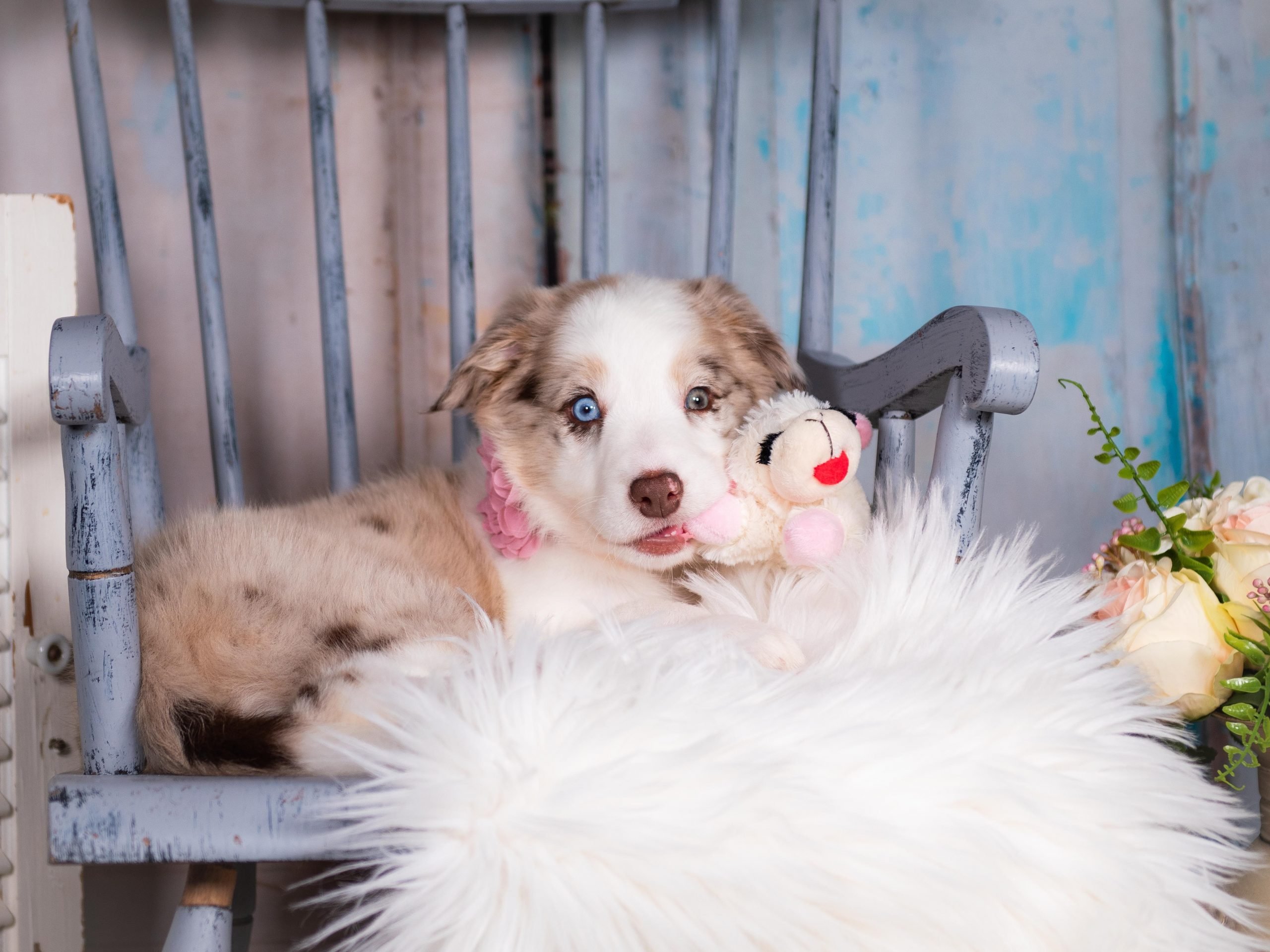 Arya is a red merle Border Collie puppy for sale in New York.