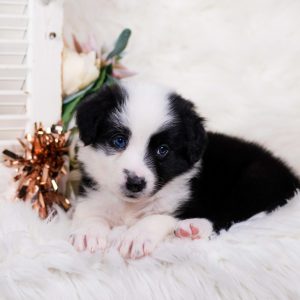Black and white Border Collie puppy.