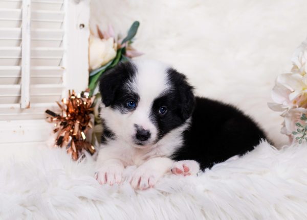 Black and white Border Collie puppy.