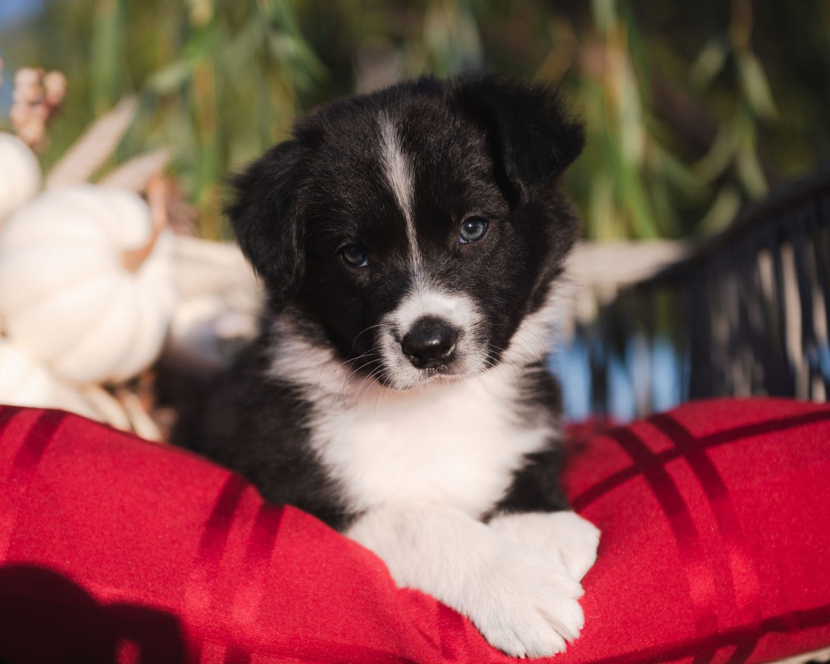 Black and white female Border Collie puppy for sale in Missouri.