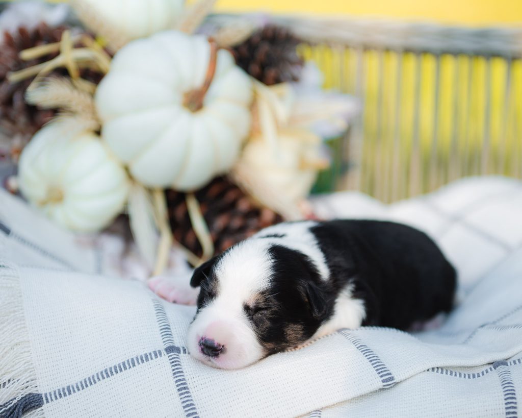 Black and white tri Border Collie puppy for sale in San Diego.