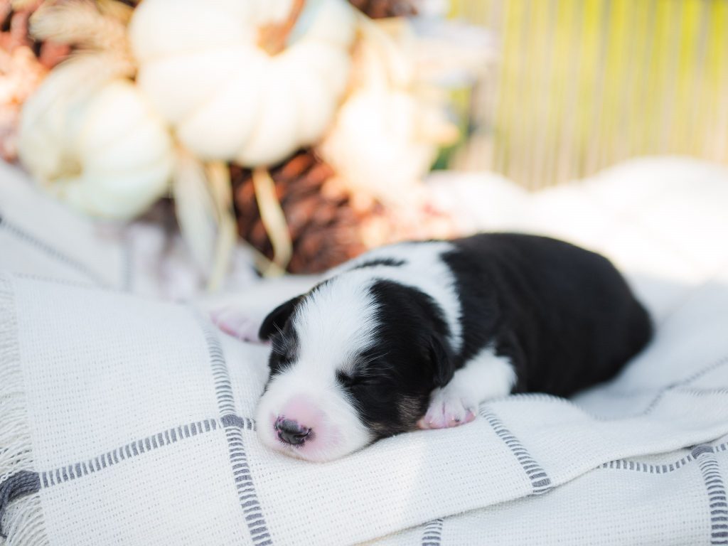 Black and white tri Border Collie puppy for sale in Tampa.